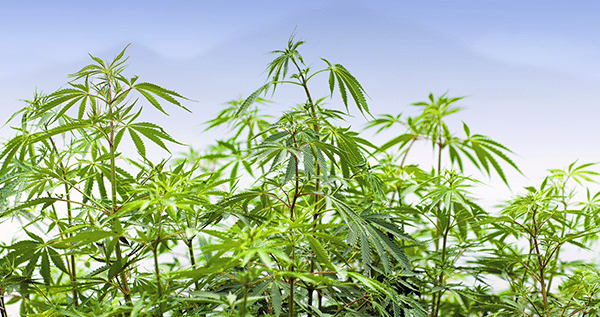 Buy Medical Marijuana Without Medical Card New York