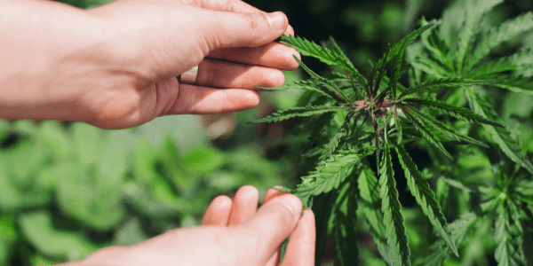 growing-marijuana