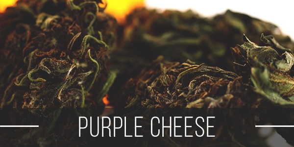 purple cheese strain