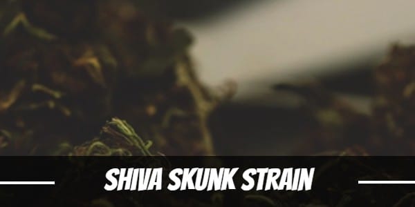 Shiva Skunk Strain