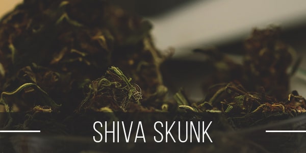 Shiva Skunk