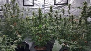 trimming