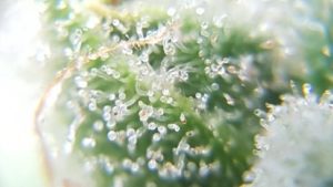 the trichomes