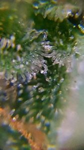 the trichomes