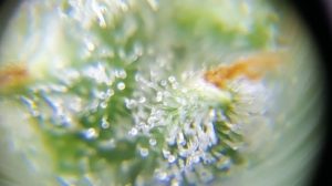 the trichomes