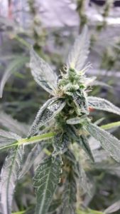 couple of bud shots