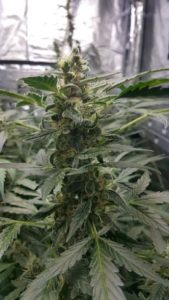 couple of bud shots