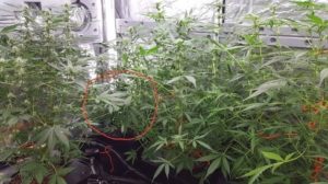 stunted growth