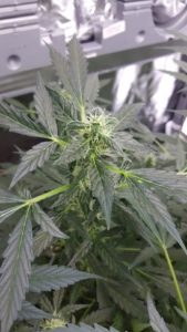The canopy