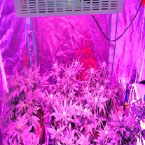 LED Grow Lights