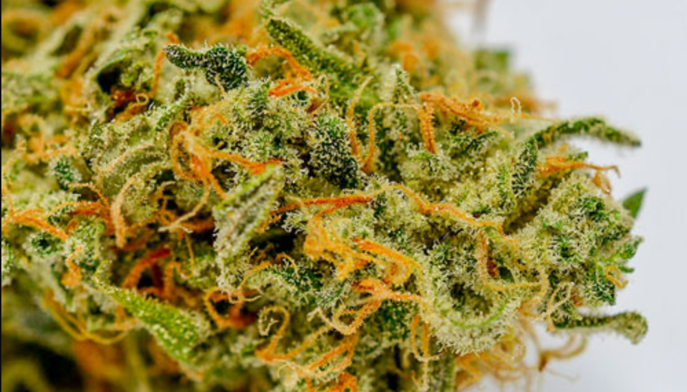 Lime Skunk Strain Review I Love Growing Marijuana