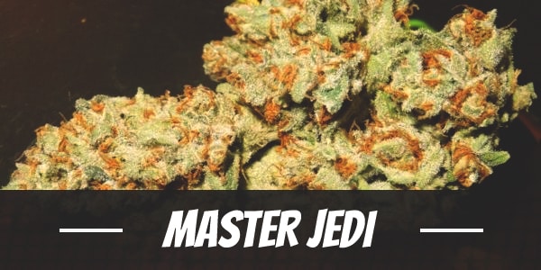 Master Jedi Strain