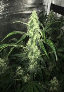 10 weeks