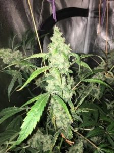 hoping they smoke
