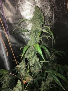 hoping they smoke