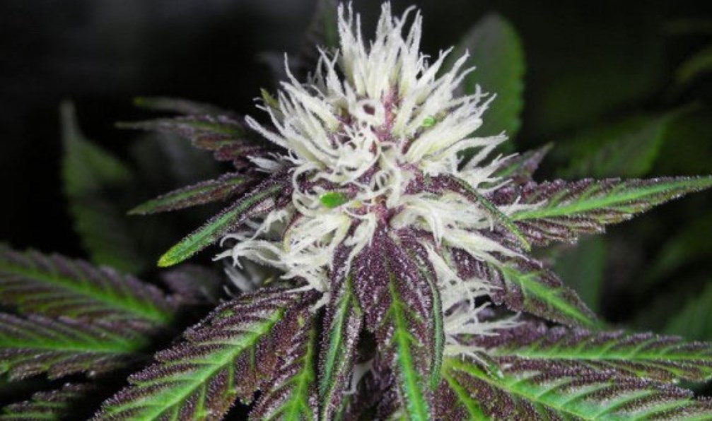 Pineapple Purps Strain Review I Love Growing Marijuana