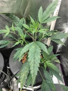 large enough to flower
