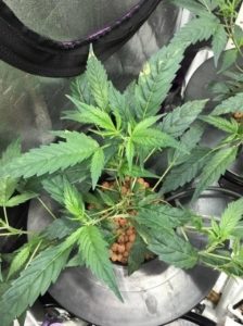 large enough to flower