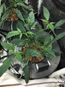 large enough to flower