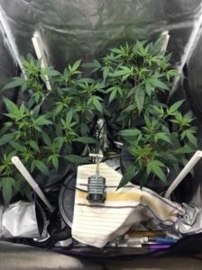 first day of flower