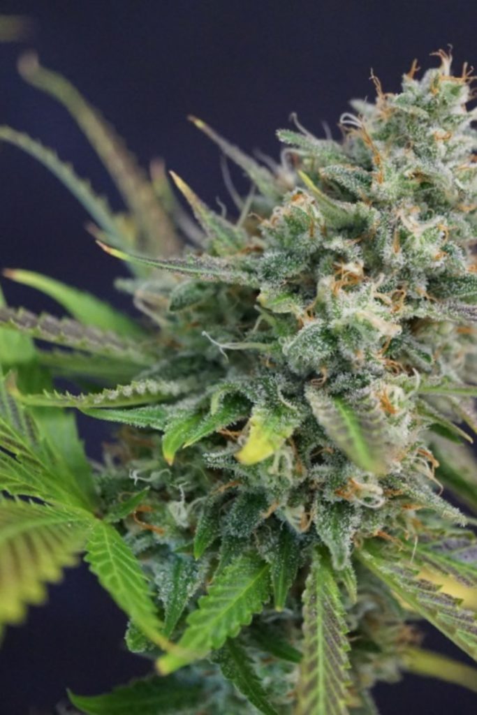the cannabis grow bible review the cannabis grow bible review