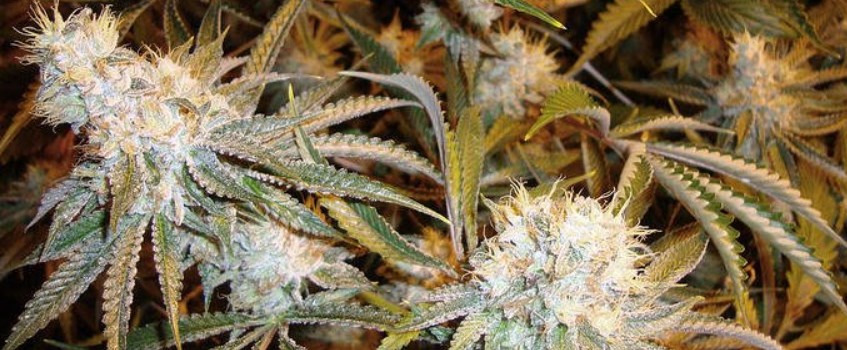 Sour Power Strain Review - I Love Growing Marijuana