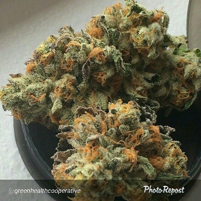 White Caramel Cookie Strain Review I Love Growing Marijuana