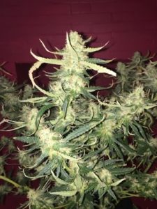 Getting closer to the harvest