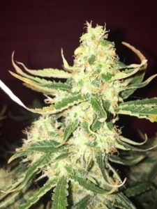 Getting closer to the harvest