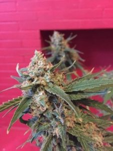 Getting closer to the harvest
