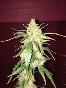 Getting closer to the harvest