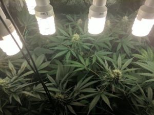 42nd day of flower