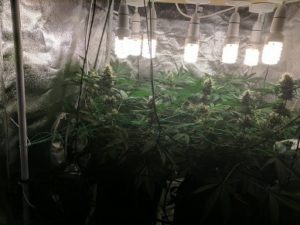 42nd day of flower