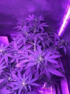 the White Widow autos