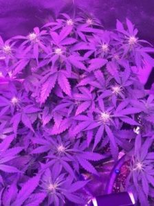 the White Widow autos