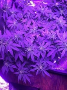 the White Widow autos