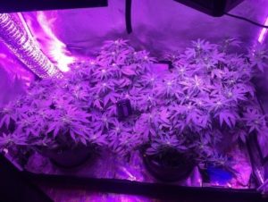 the White Widow autos