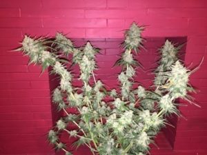 3 to 4 ounces