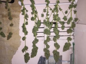 3 to 4 ounces