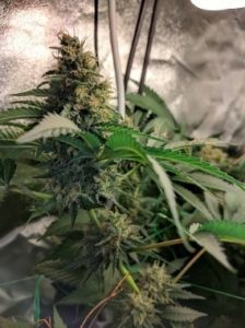 day 57