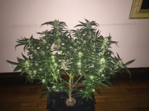 pics of the Lemon Haze
