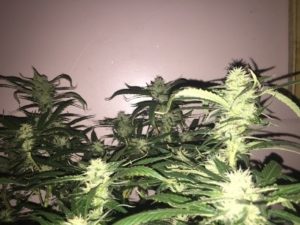 pics of the Lemon Haze