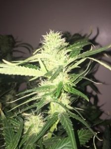 pics of the Lemon Haze