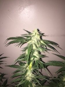Bubblegum photos