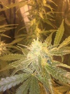 Bubblegum photos