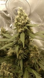 Trichomes