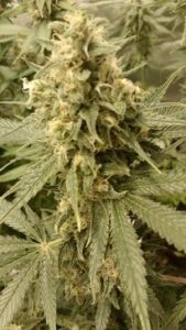 Trichomes