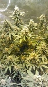 Trichomes