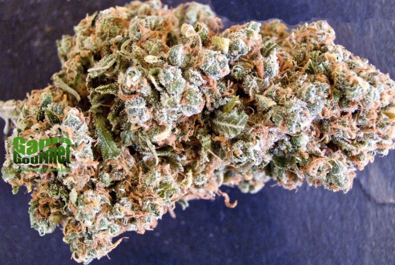 Butterscotch Strain Review I Love Growing Marijuana