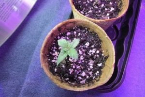 The little seedling died